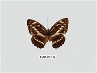 藏品(異紋帶蛺蝶)的圖片